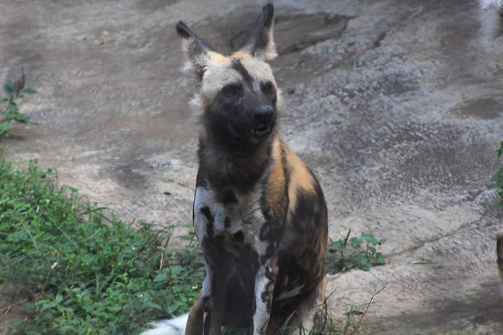 Cape wild dog (Lycaon pictus pictus)