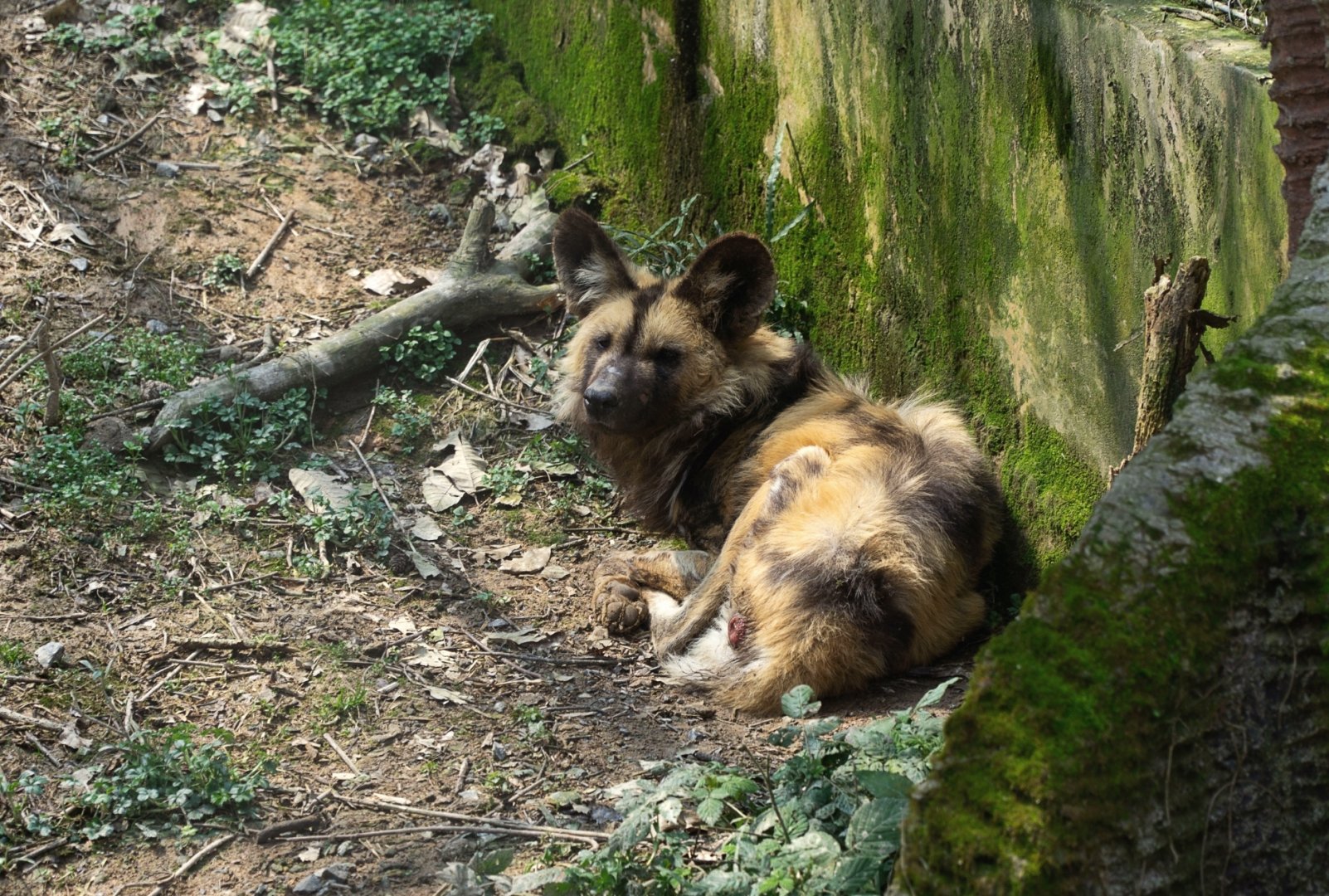 Cape wild dog