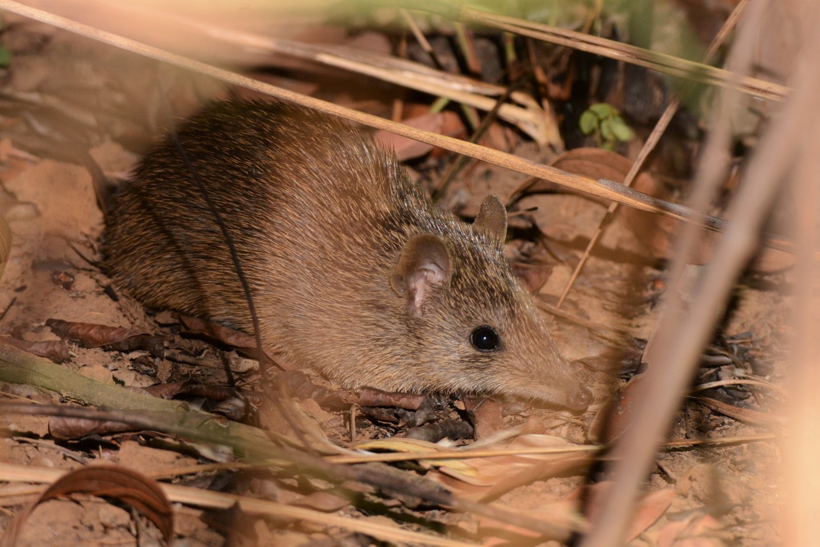 Cape York Brown Bandicoot (Isoodon peninsulae)