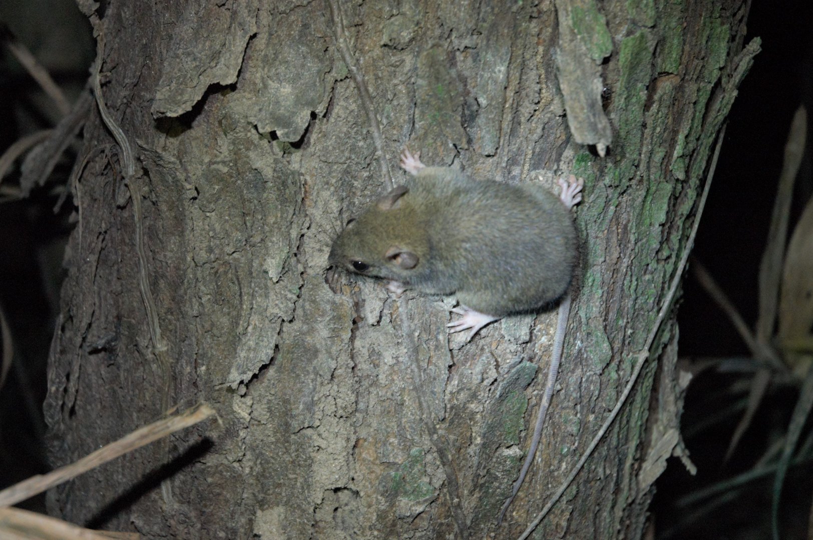 Cape York Melomys (Melomys capensis)