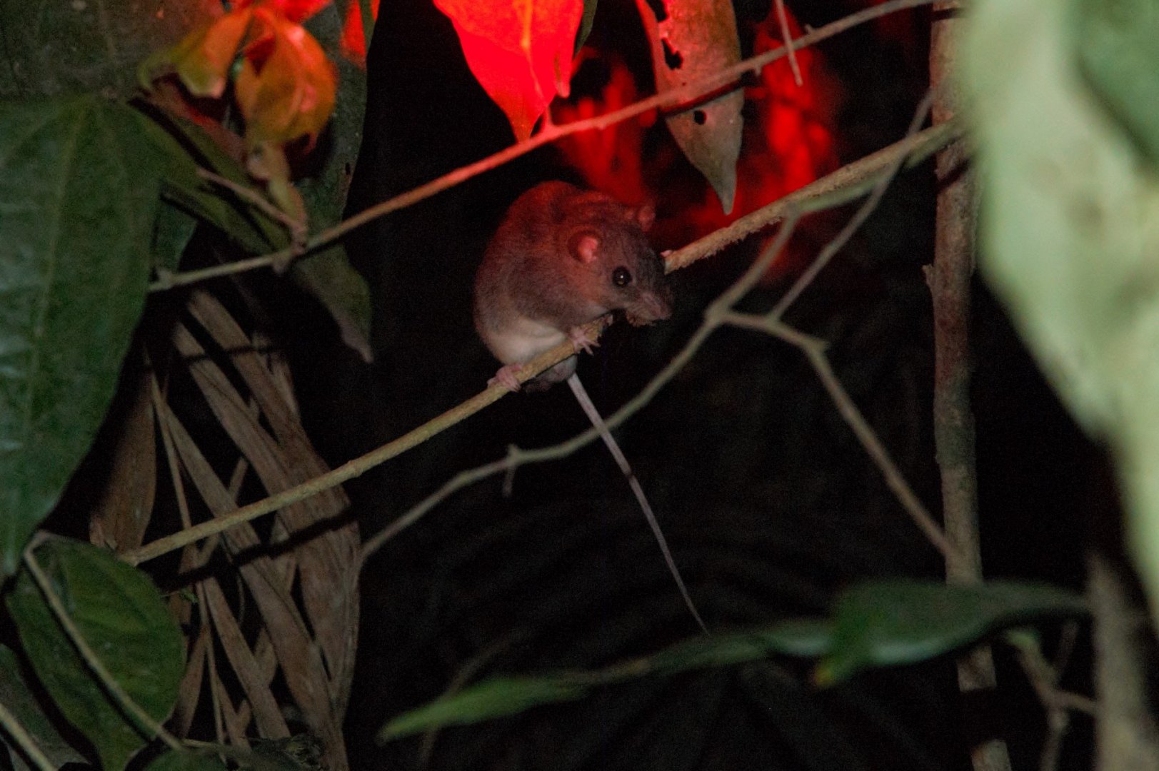 Cape York Rat (Rattus leucopus)