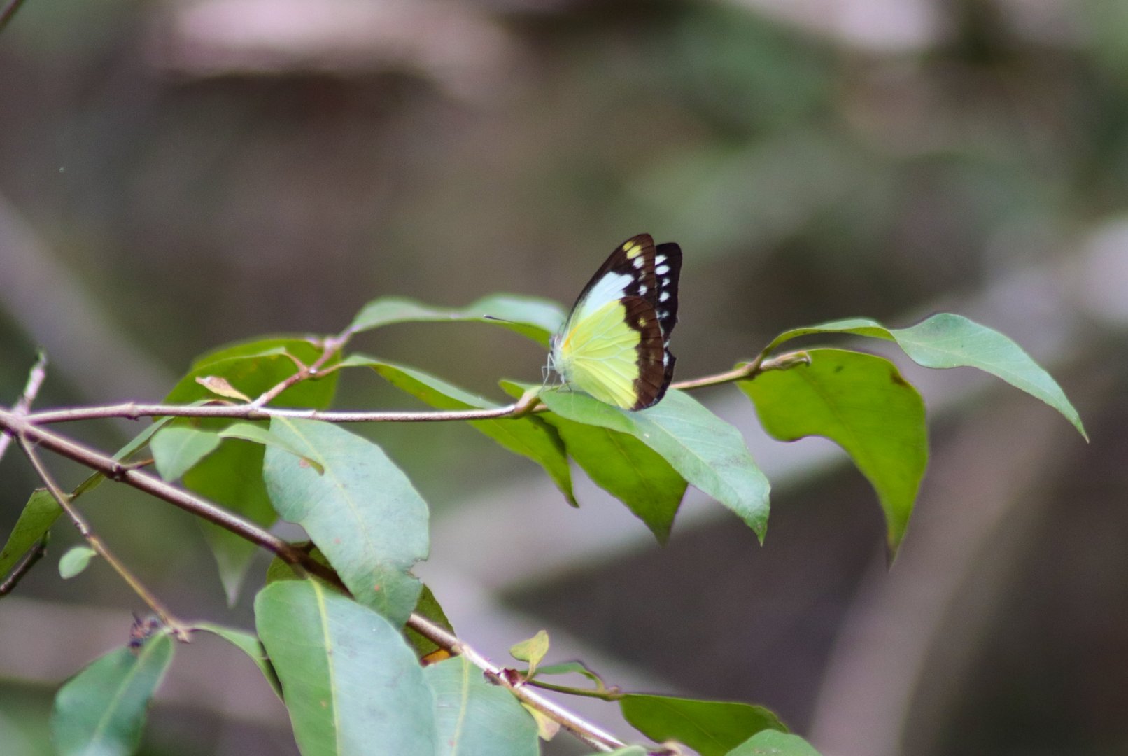 Caper Gull (Cepora perimale)