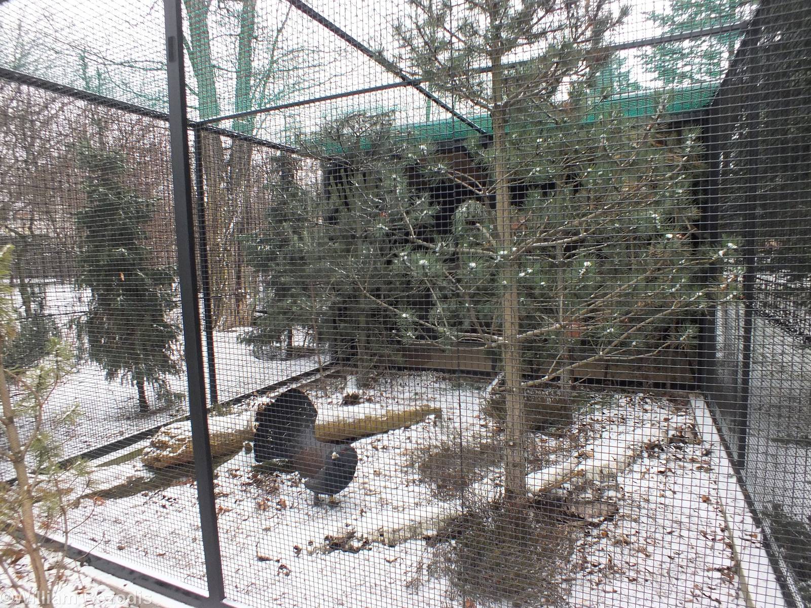 Capercaille Enclosure