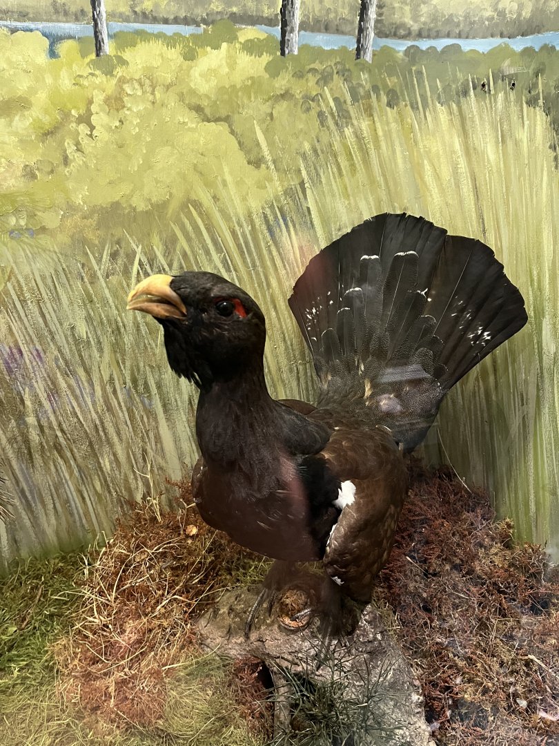 Capercaille male (taken at Inverness museum 3.4.24)