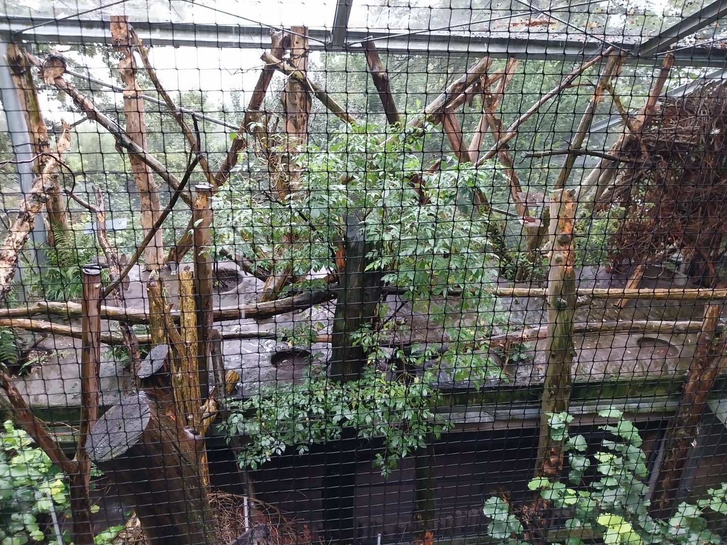 Capercaillie and Eurasian jay aviary