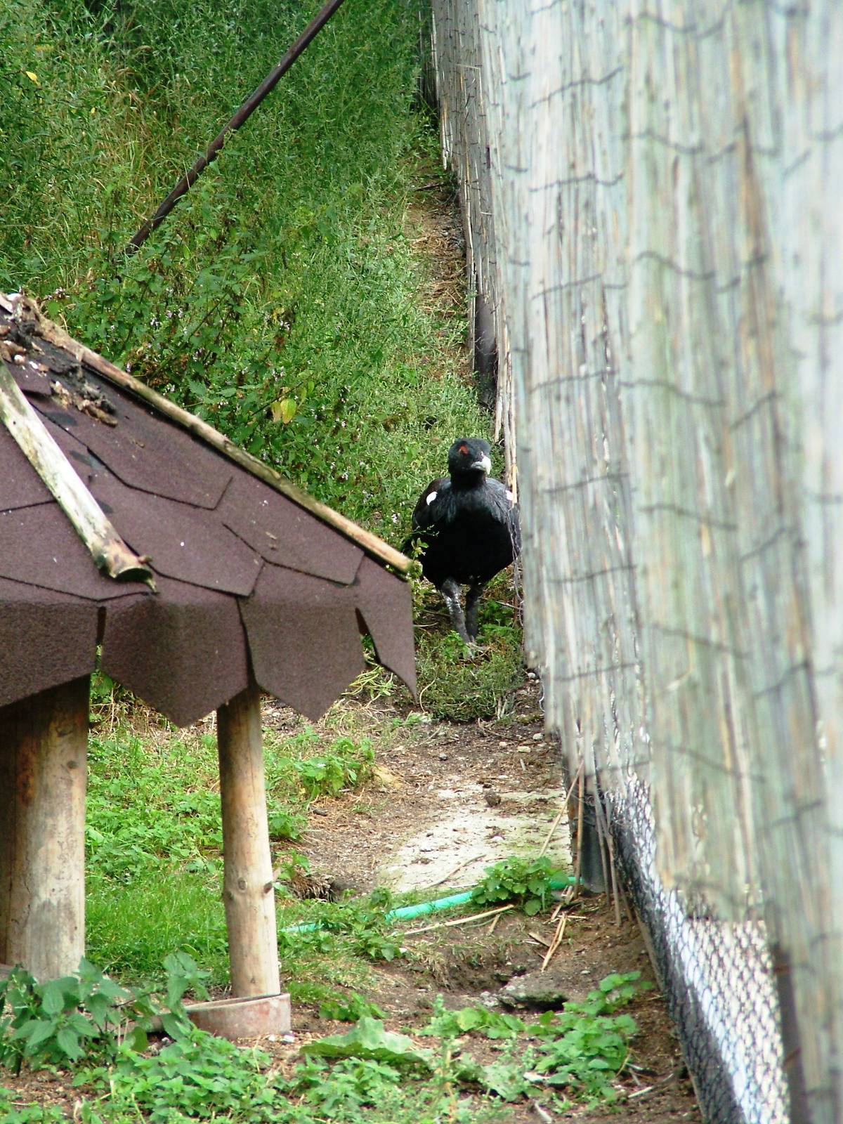 Capercaillie at Autocentrum Boura (Dymokury), 26/08/12