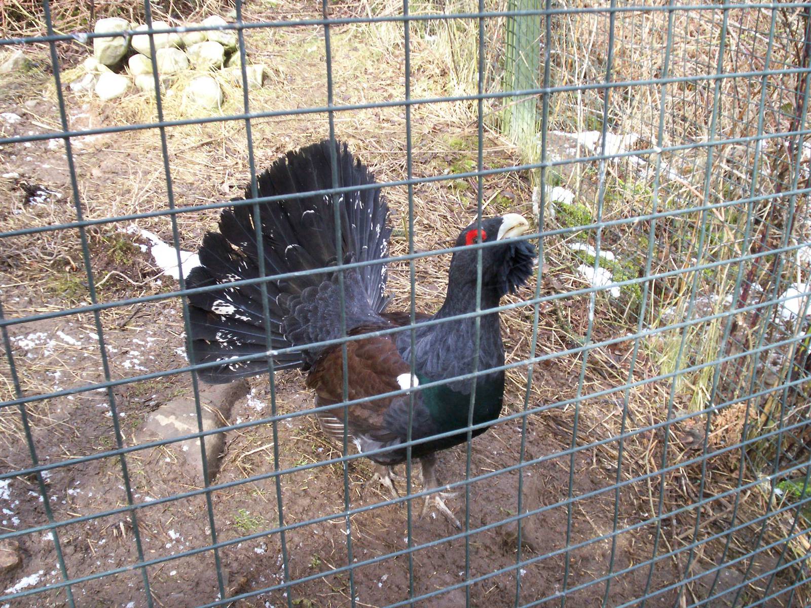 Capercaillie at HWP