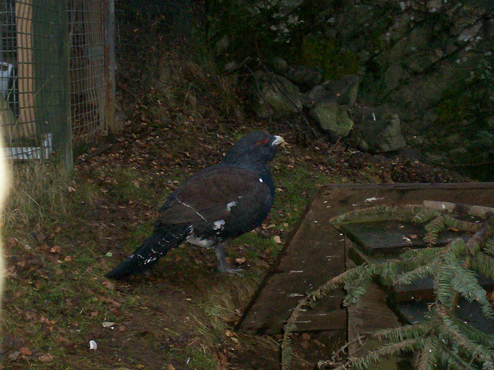 Capercaillie at the hwp