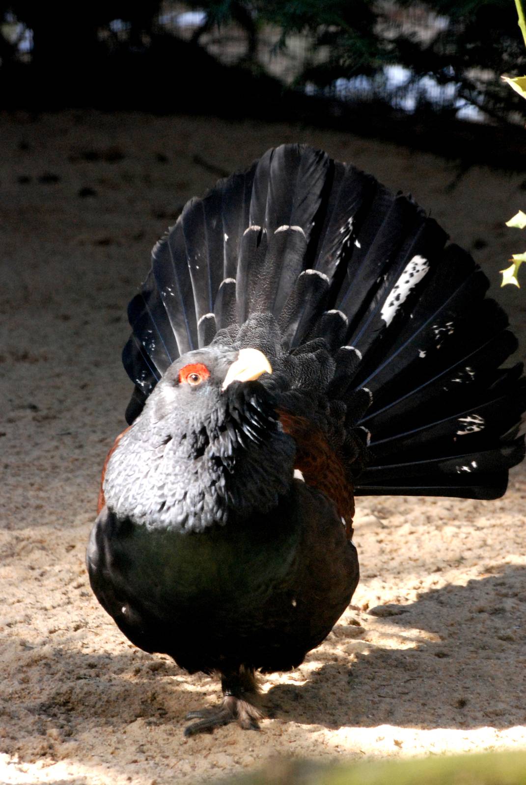 Capercaillie at Walsrode, 22/03/13