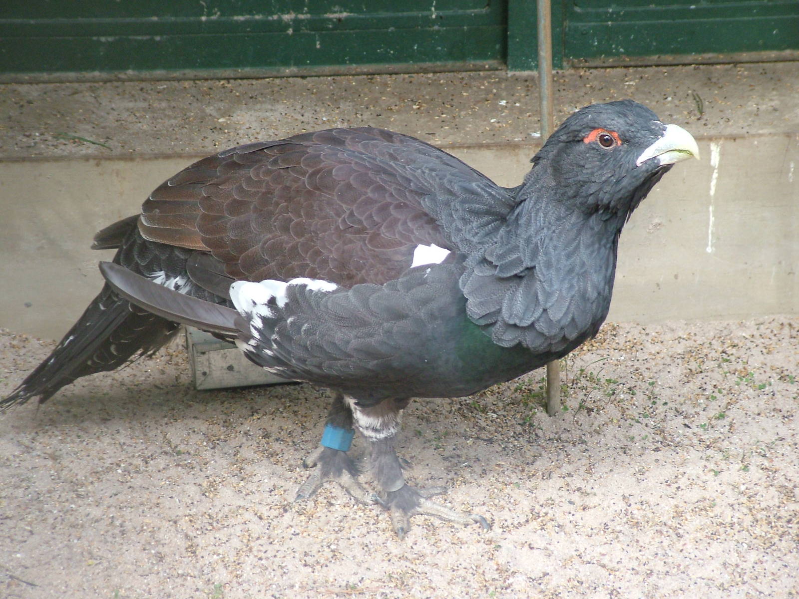 Capercaillie at Wilhelma, Stuttgart 02/09/10