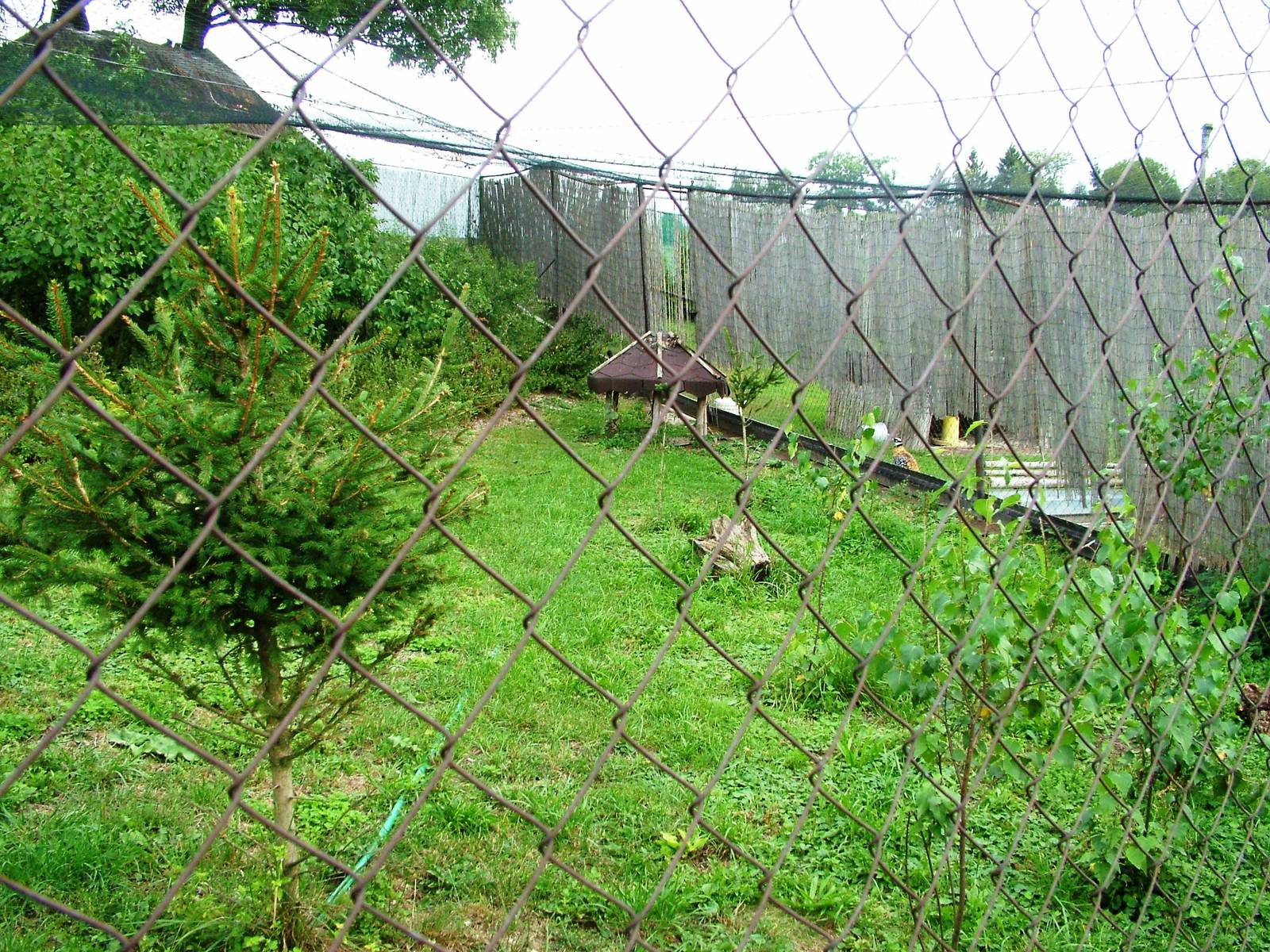 Capercaillie Aviary at Autocentrum Boura (Dymokury), 26/08/12