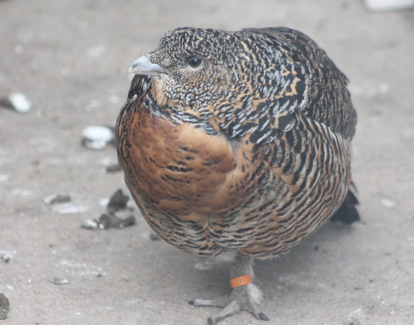 Capercaillie - female