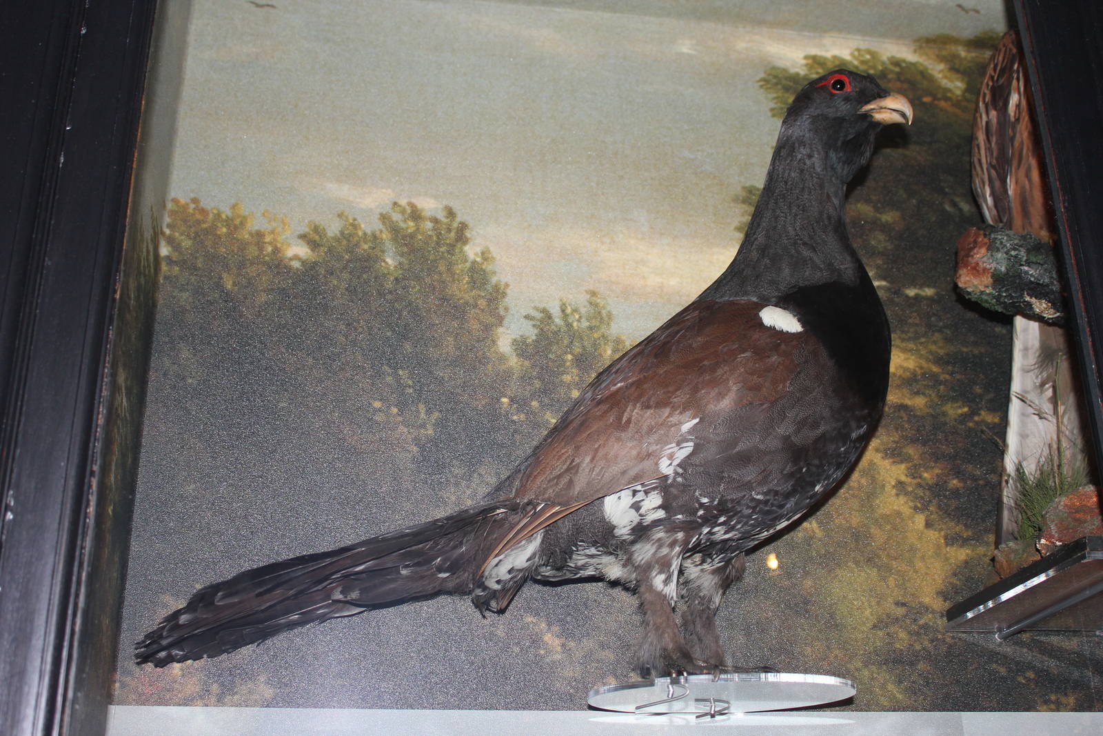 Capercaillie (Taxidermy)