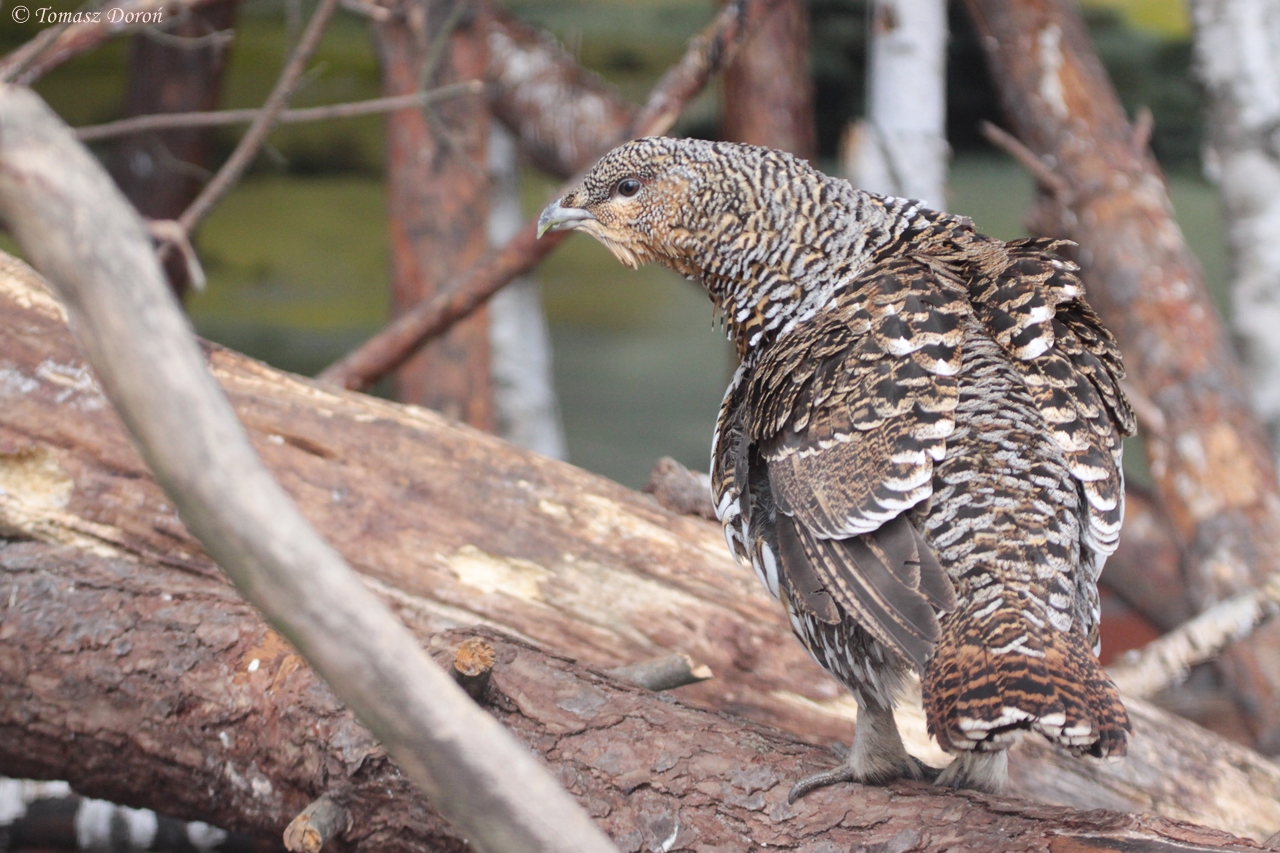 Capercaillie (Tetrao urogallus) female