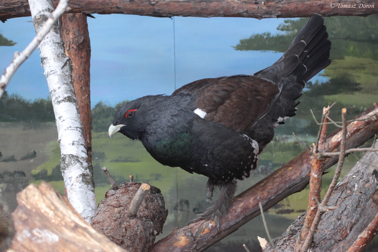 Capercaillie (Tetrao urogallus) male