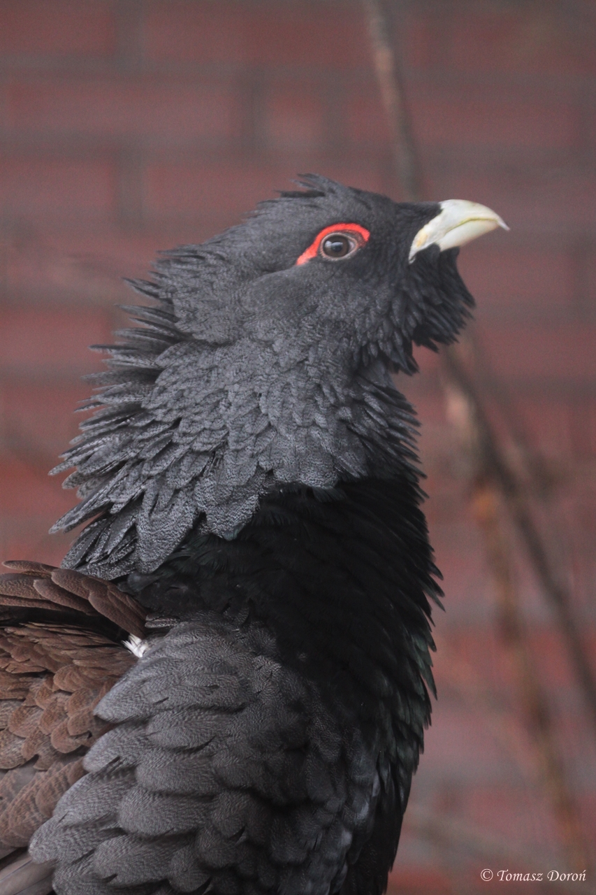 Capercaillie (Tetrao urogallus) male