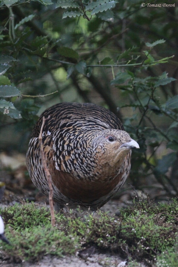 Capercaillie (Tetrao urogallus) October 2011