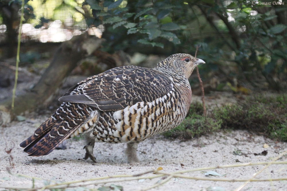 Capercaillie (Tetrao urogallus) October 2011
