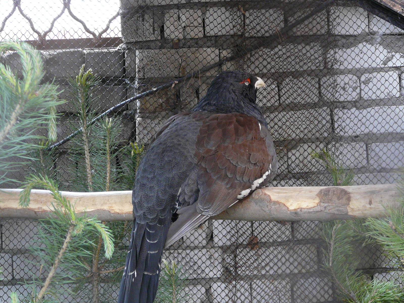Capercaillie/ Tetrao urogallus