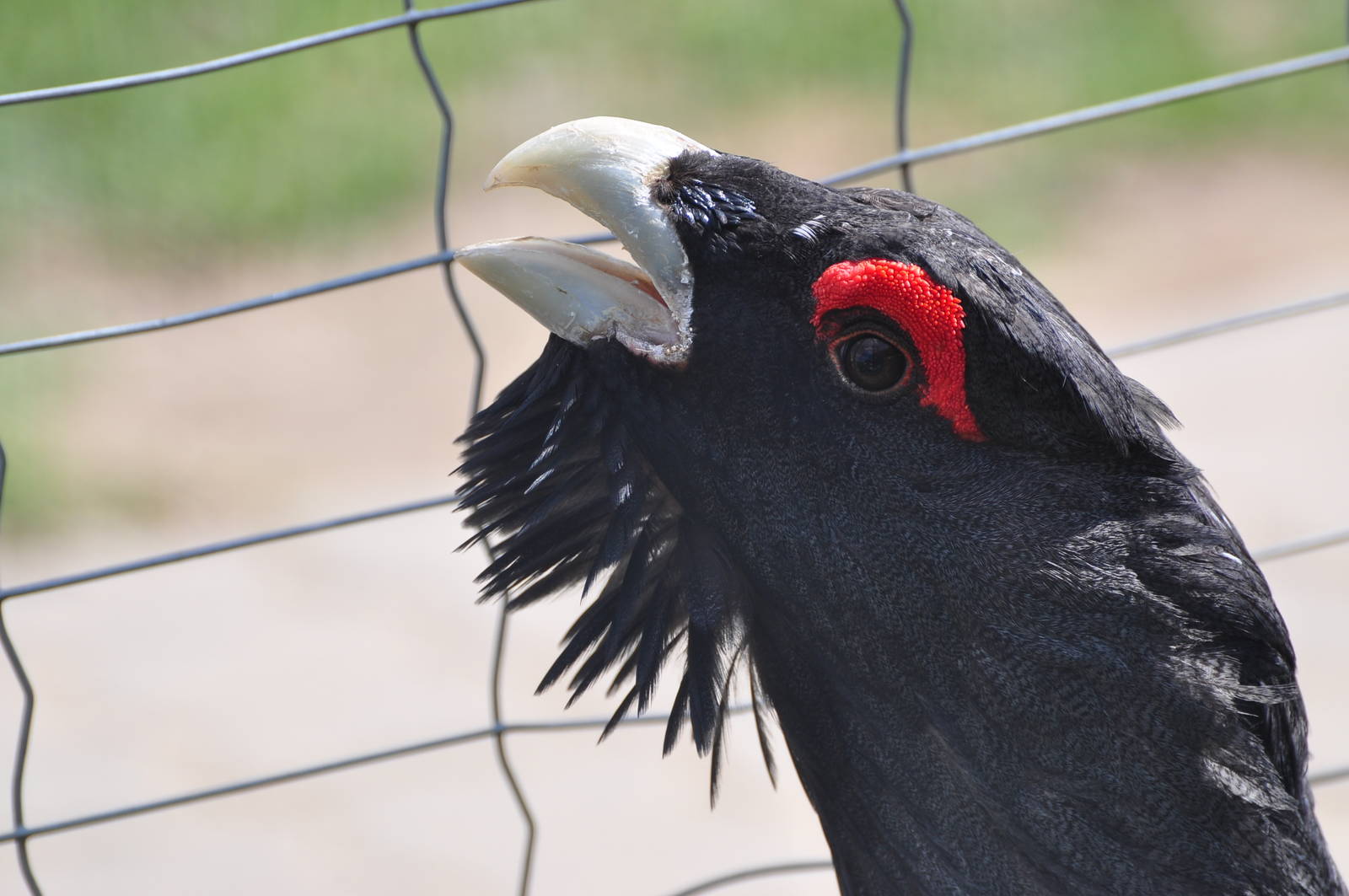 Capercaillie/ Tetrao urogallus