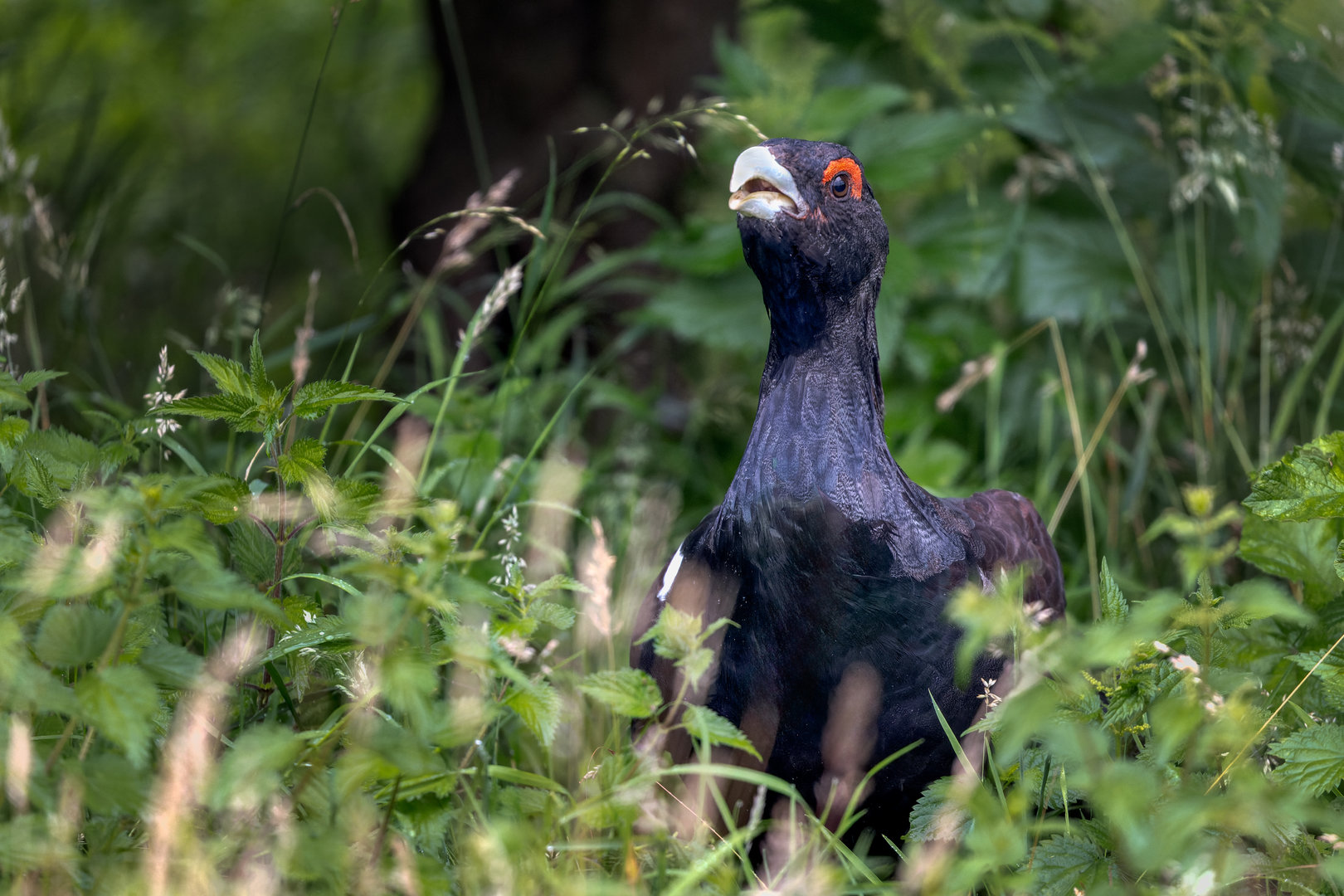 Capercaillie / Watatunga / 30-7-23