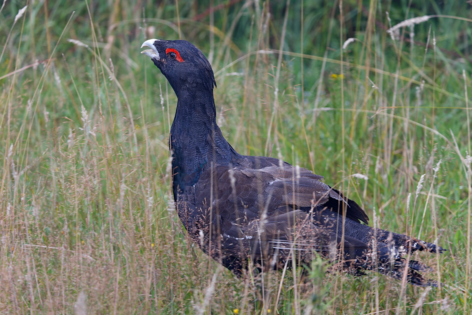 Capercaillie / Watatunga / 30-7-23