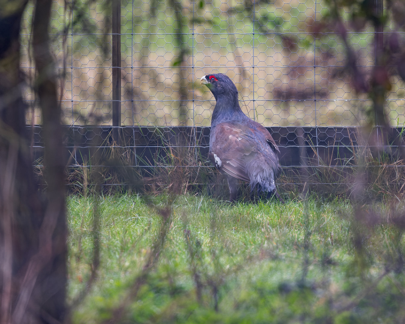 Capercaillie - Western / Watatunga / 1-4-23