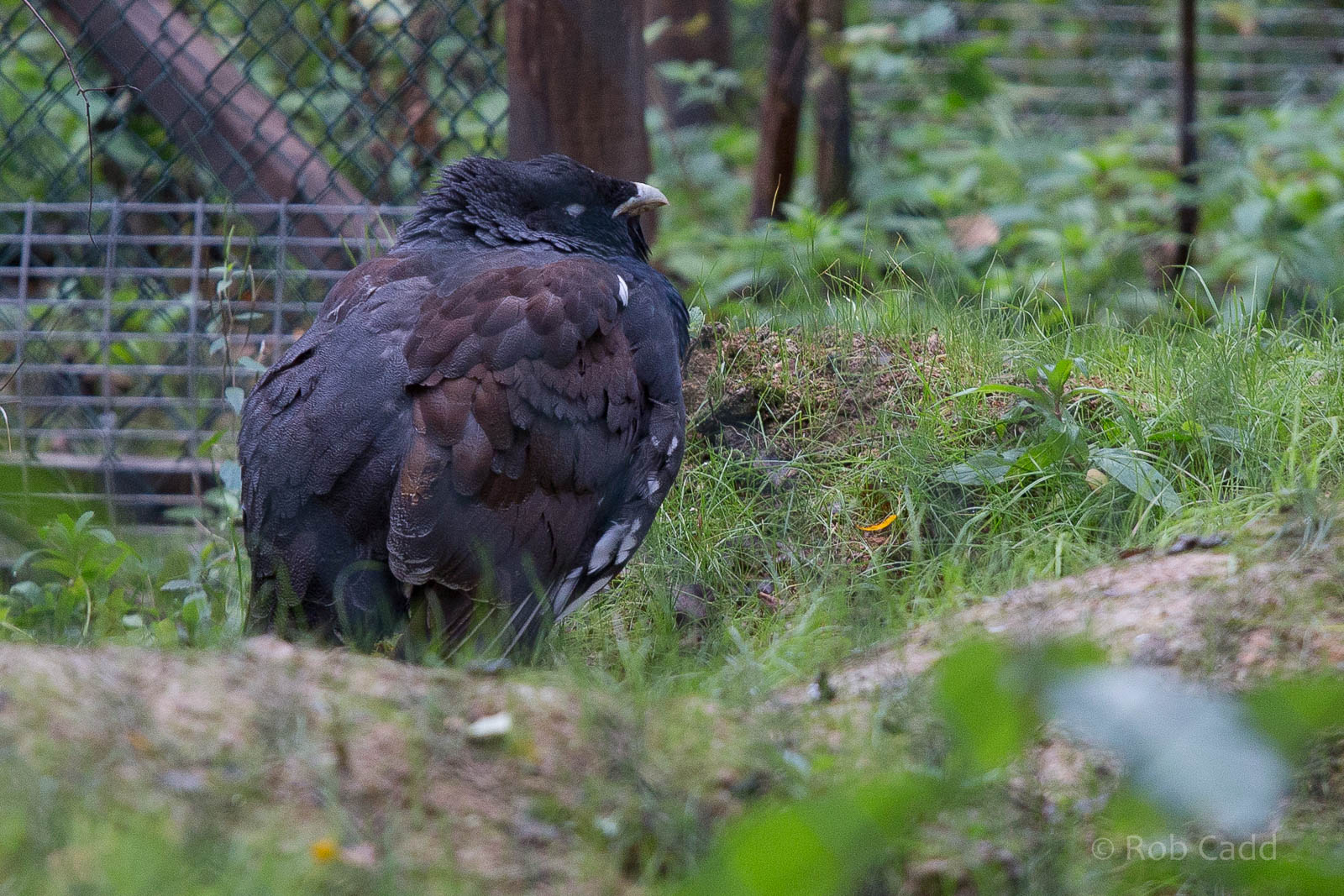 Capercaillie : Wildwood : 16 Oct 2014