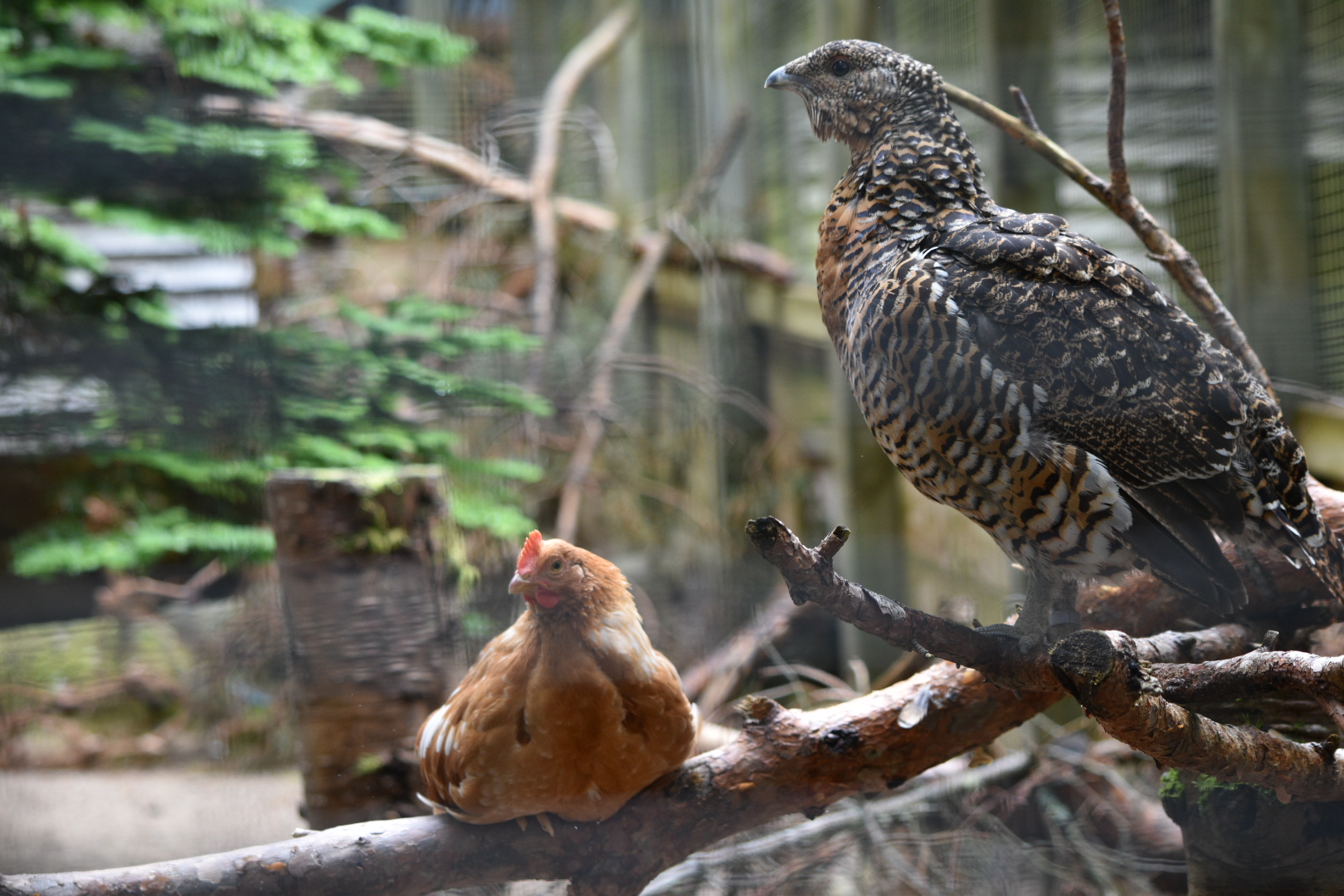 Capercaillie with chicken