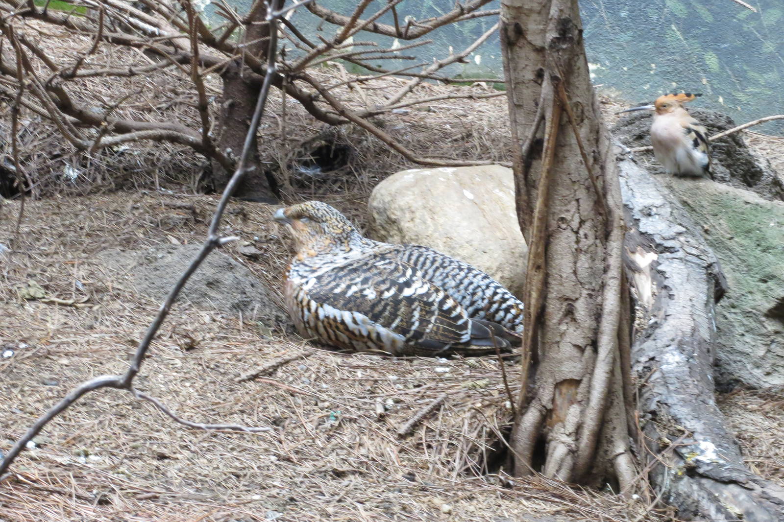 Capercaillie - World of Birds 031215