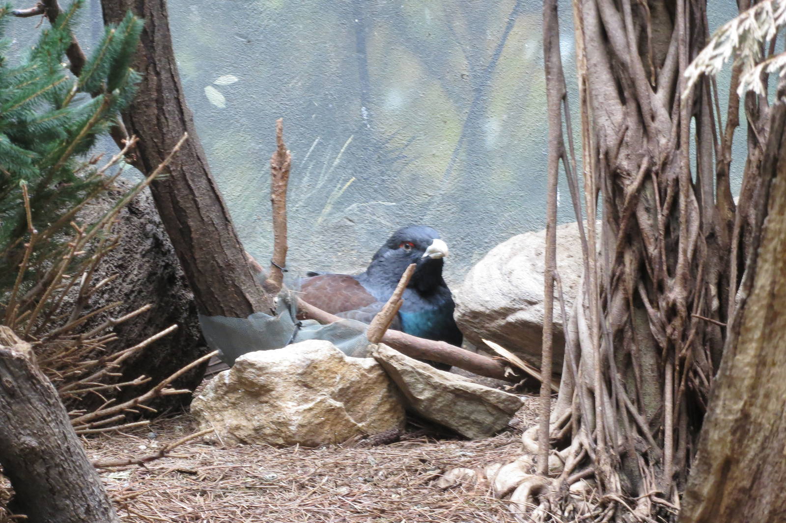 Capercaillie - World of Birds 031215