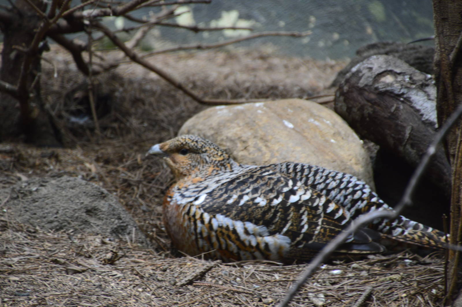 Capercaillie - World of Birds 031215