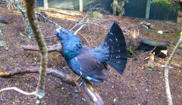 Capercaillie