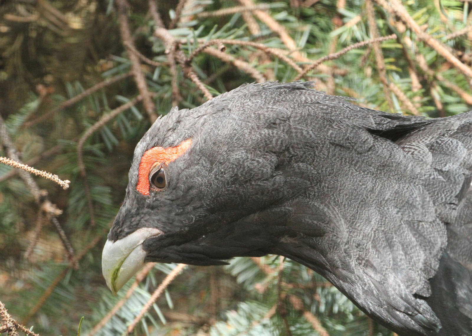 Capercaillie