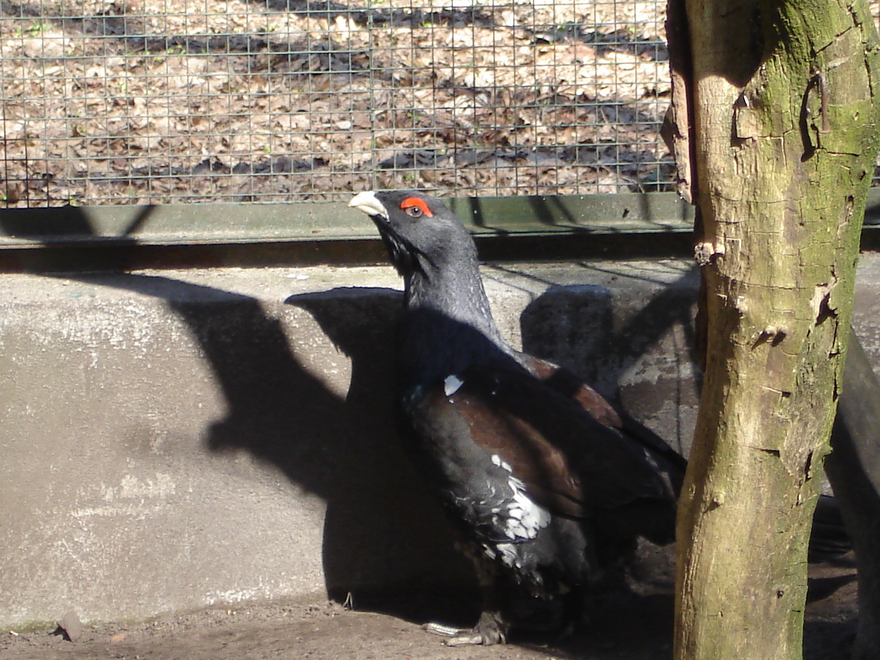Capercaillie