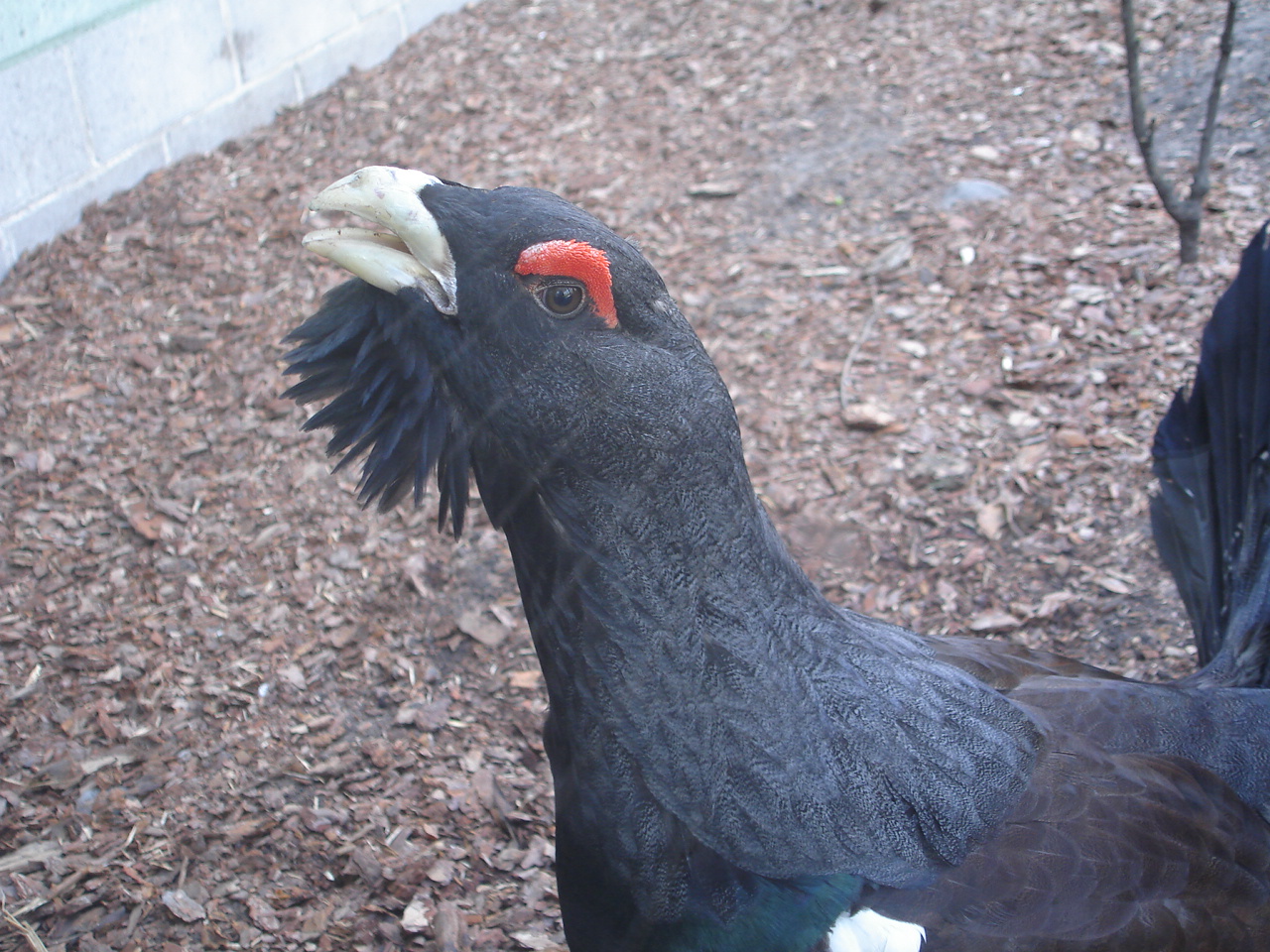 Capercaillie
