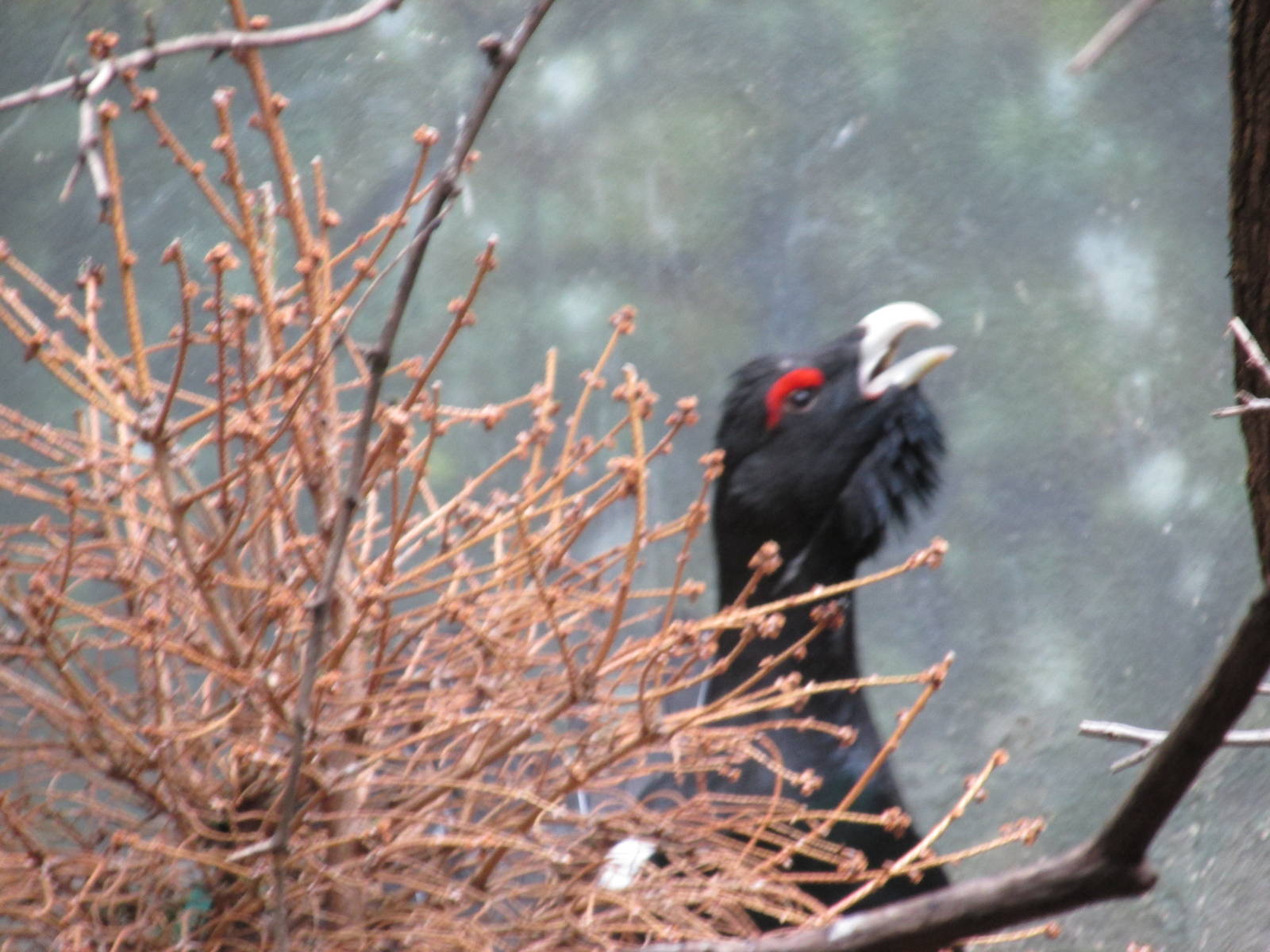 capericaillie bronx zoo