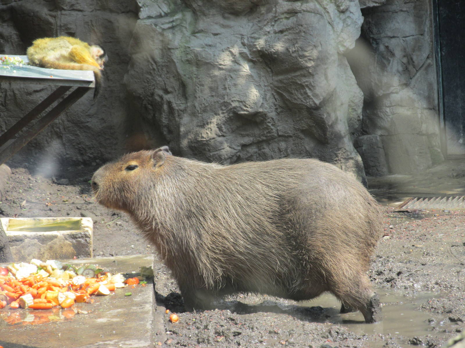 Capibara and Squirrel monkey Chapultepec Zoo
