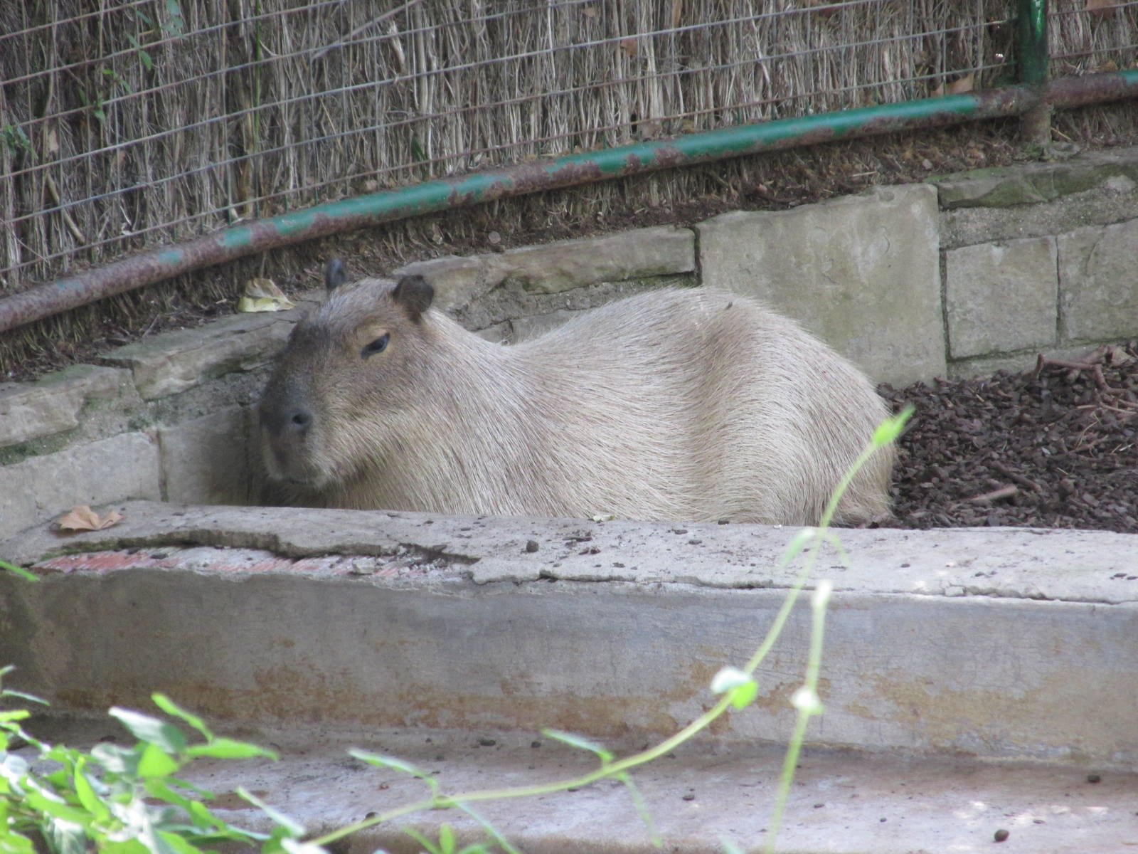 capibara barcelona zoo