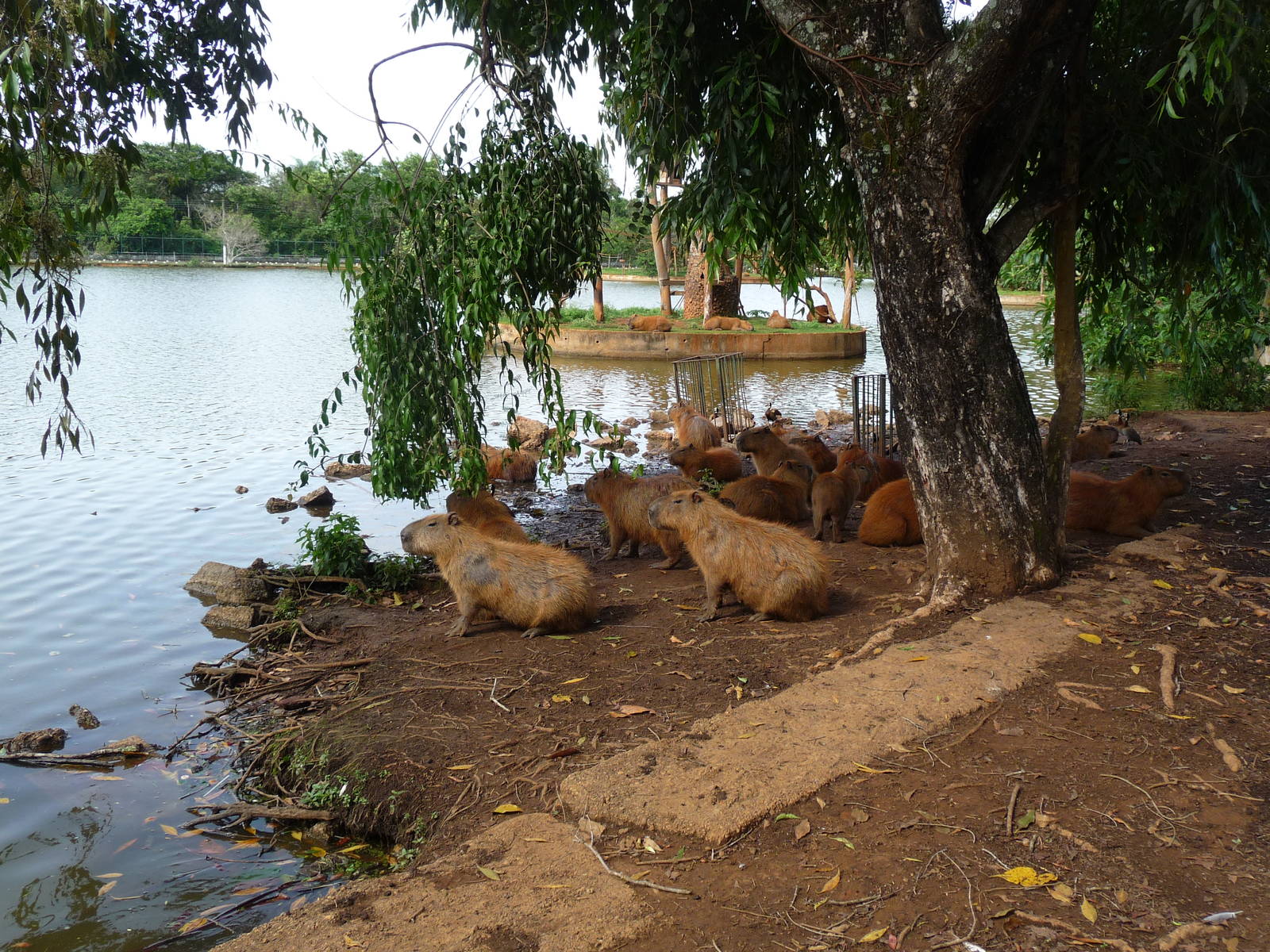 capibara brasilia zoo