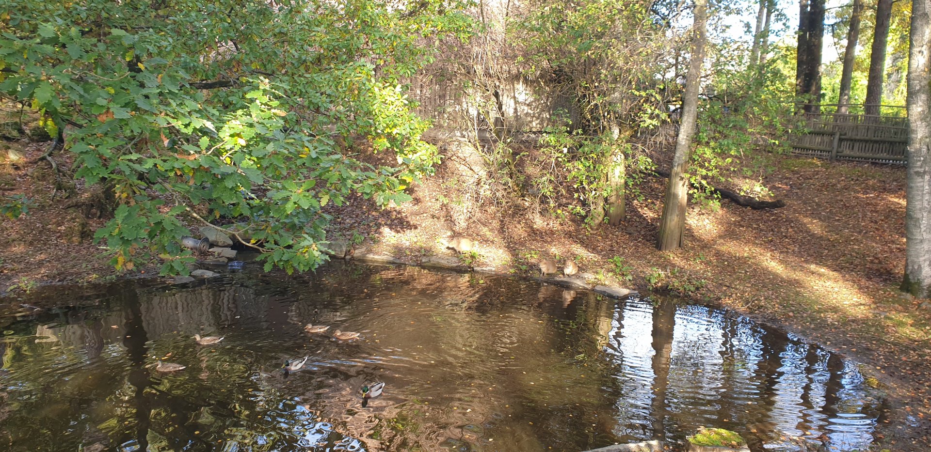 Capibara/Lowland Tapir exhibit