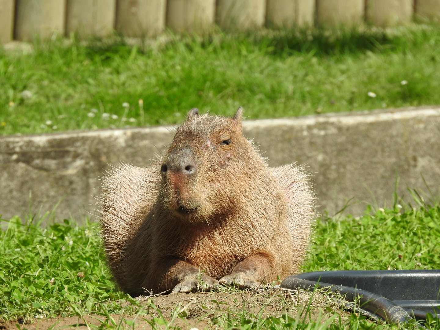 Capibara on enclourse