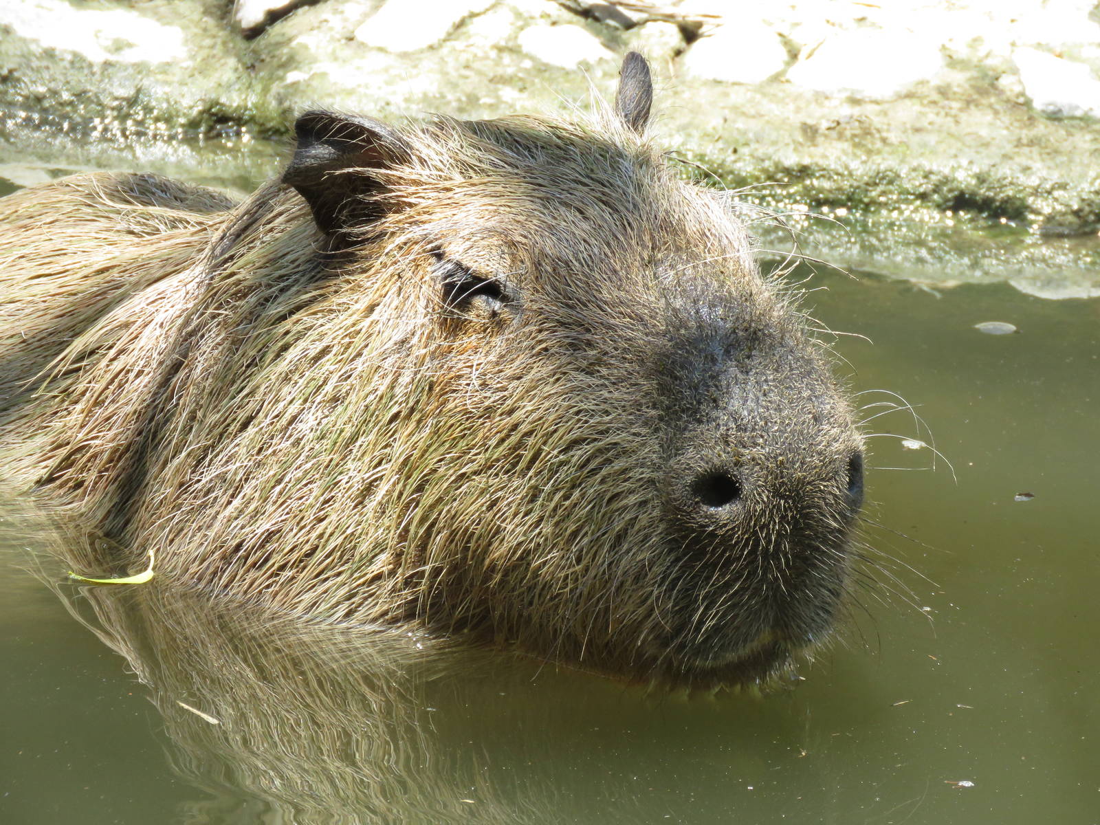 Capibara