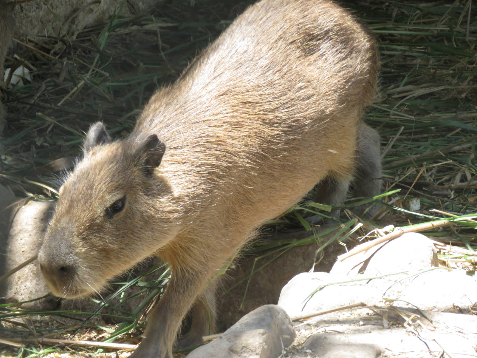 Capibara