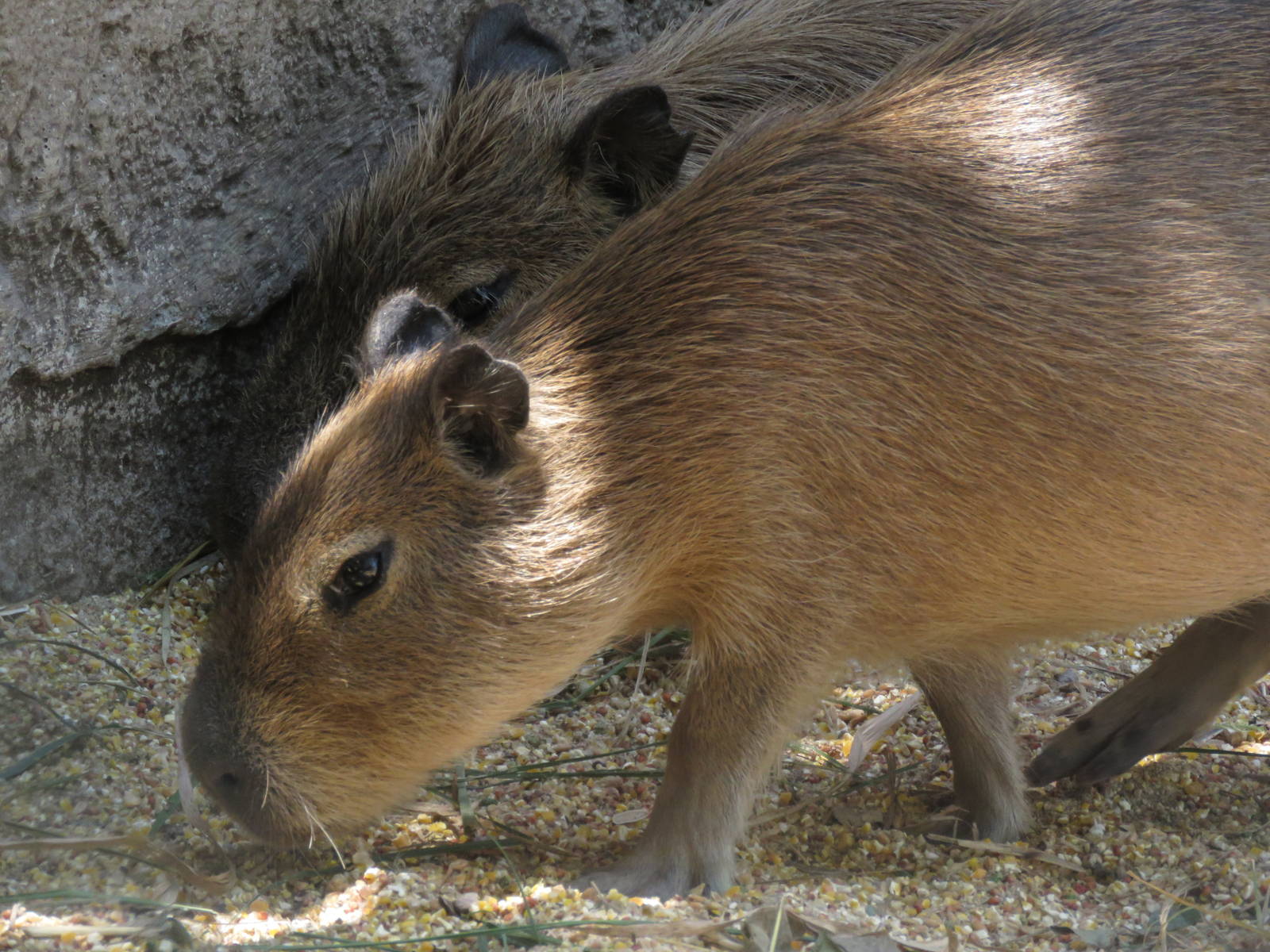 Capibara