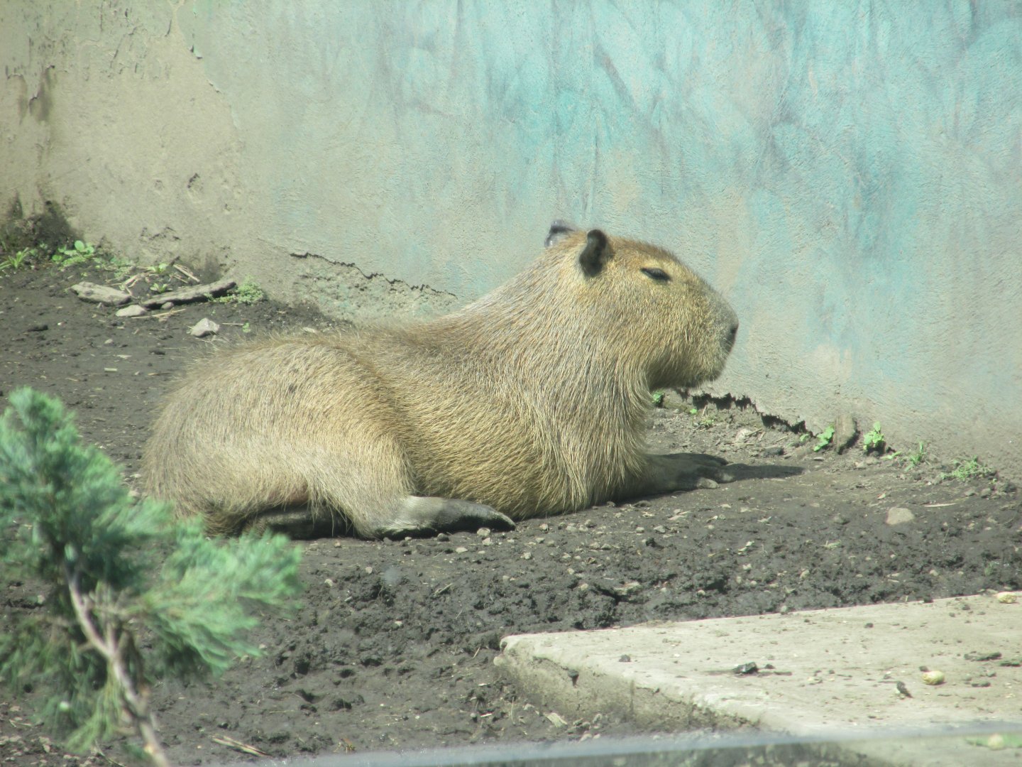 capibara