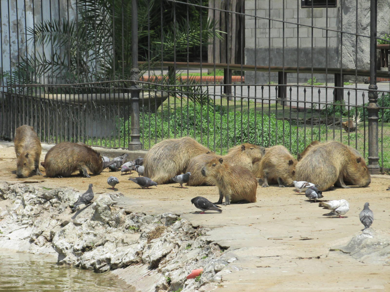 capibaras BA zoo