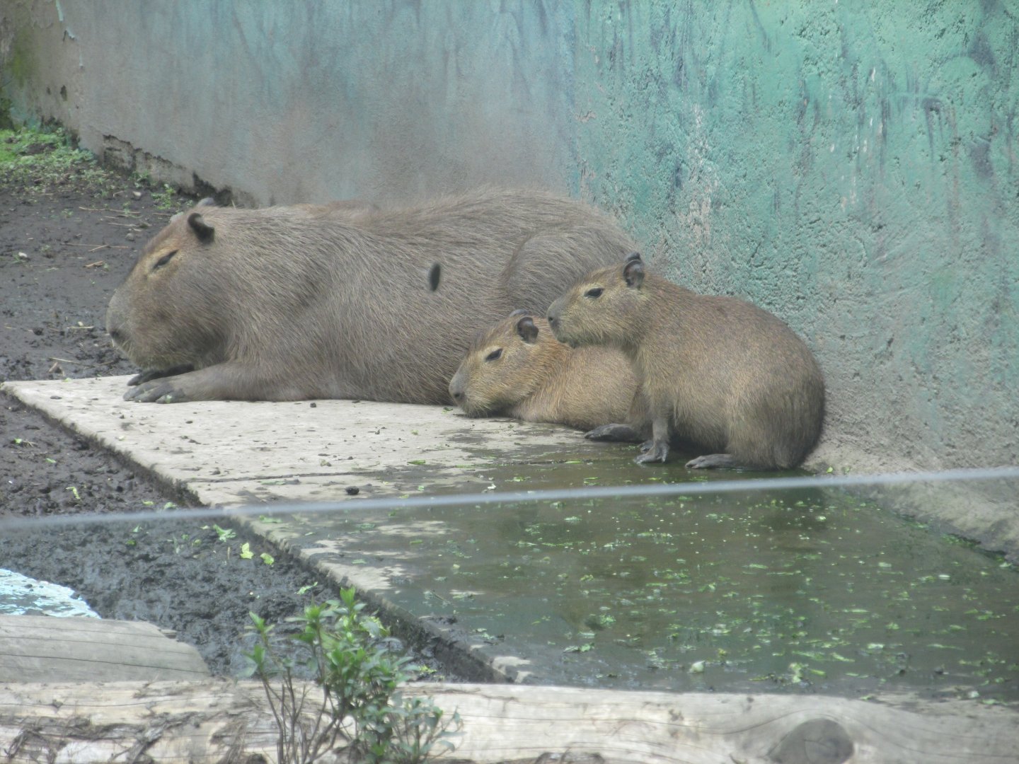 capibaras