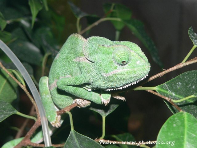 Capped chamaeleon (Chamaeleo dilepis)