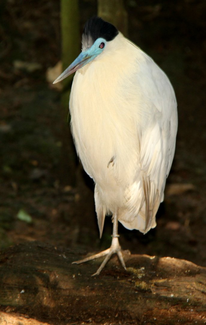 Capped heron (Pilherodius pileatus)